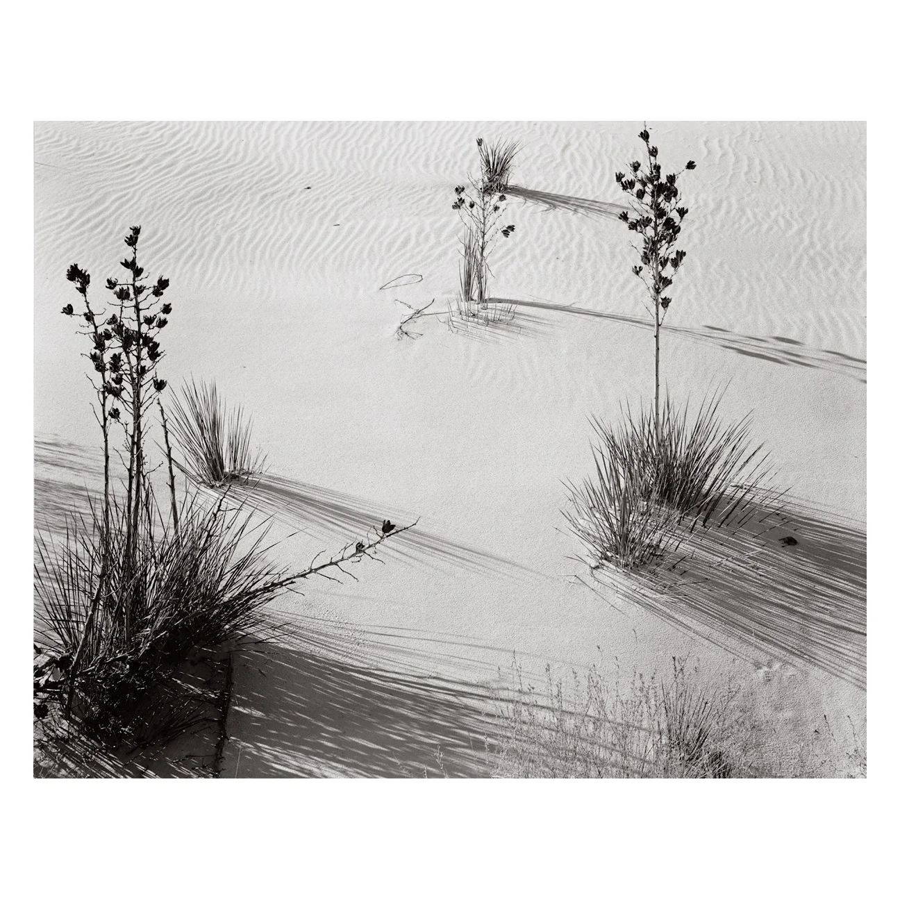 Brett-Weston-White-Sands-03-sq.jpg