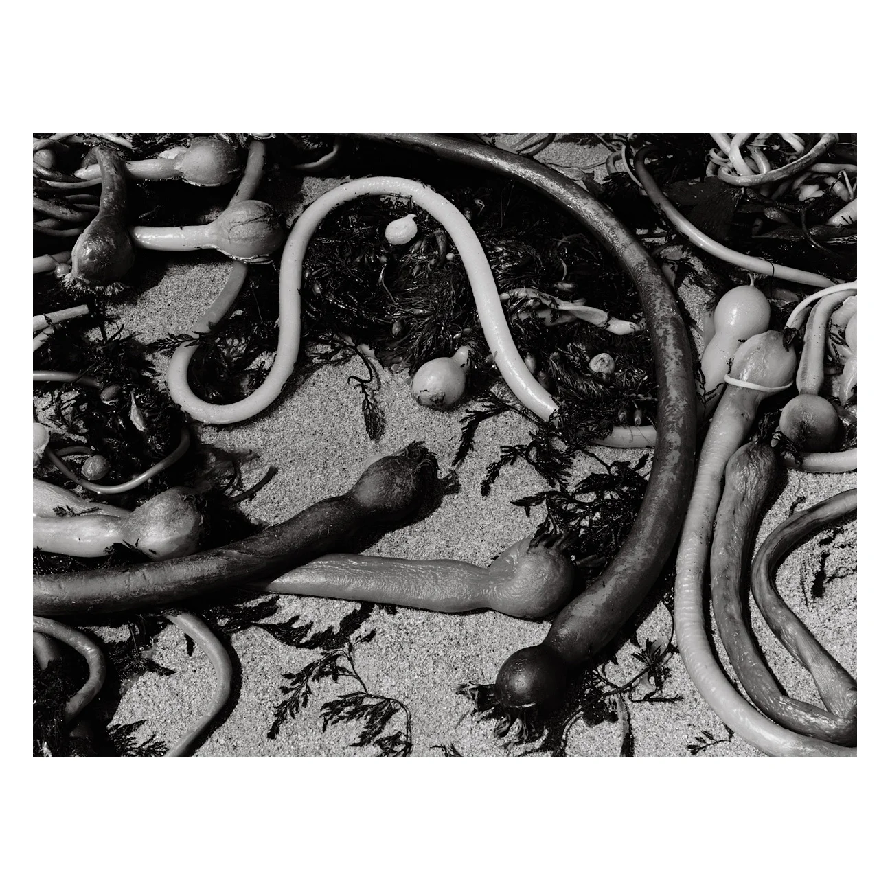 Brett-Weston_Ten-Photographs-08-SQ.jpg