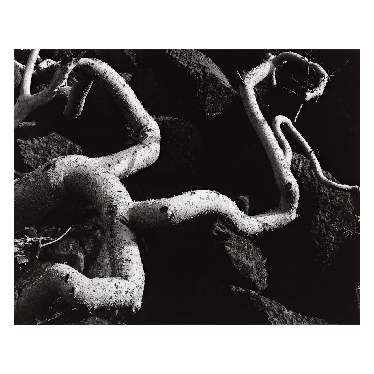 Brett-Weston-Baja-California-03-SQ.jpg