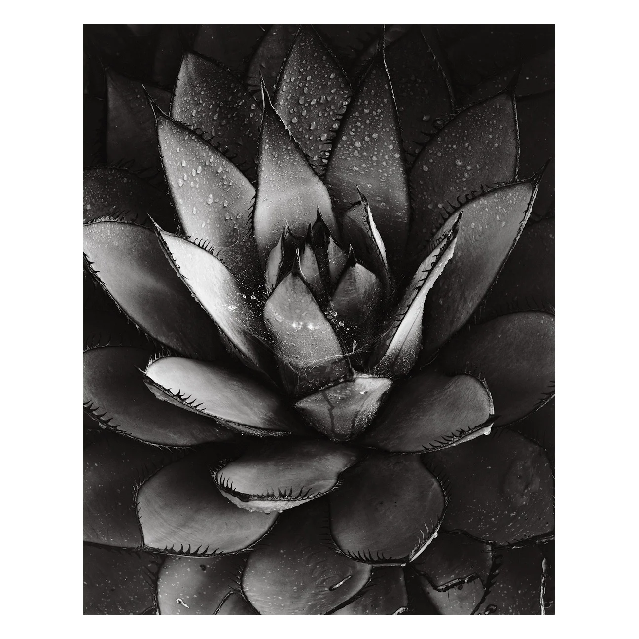 Brett-Weston-Baja-California-09-SQ.jpg