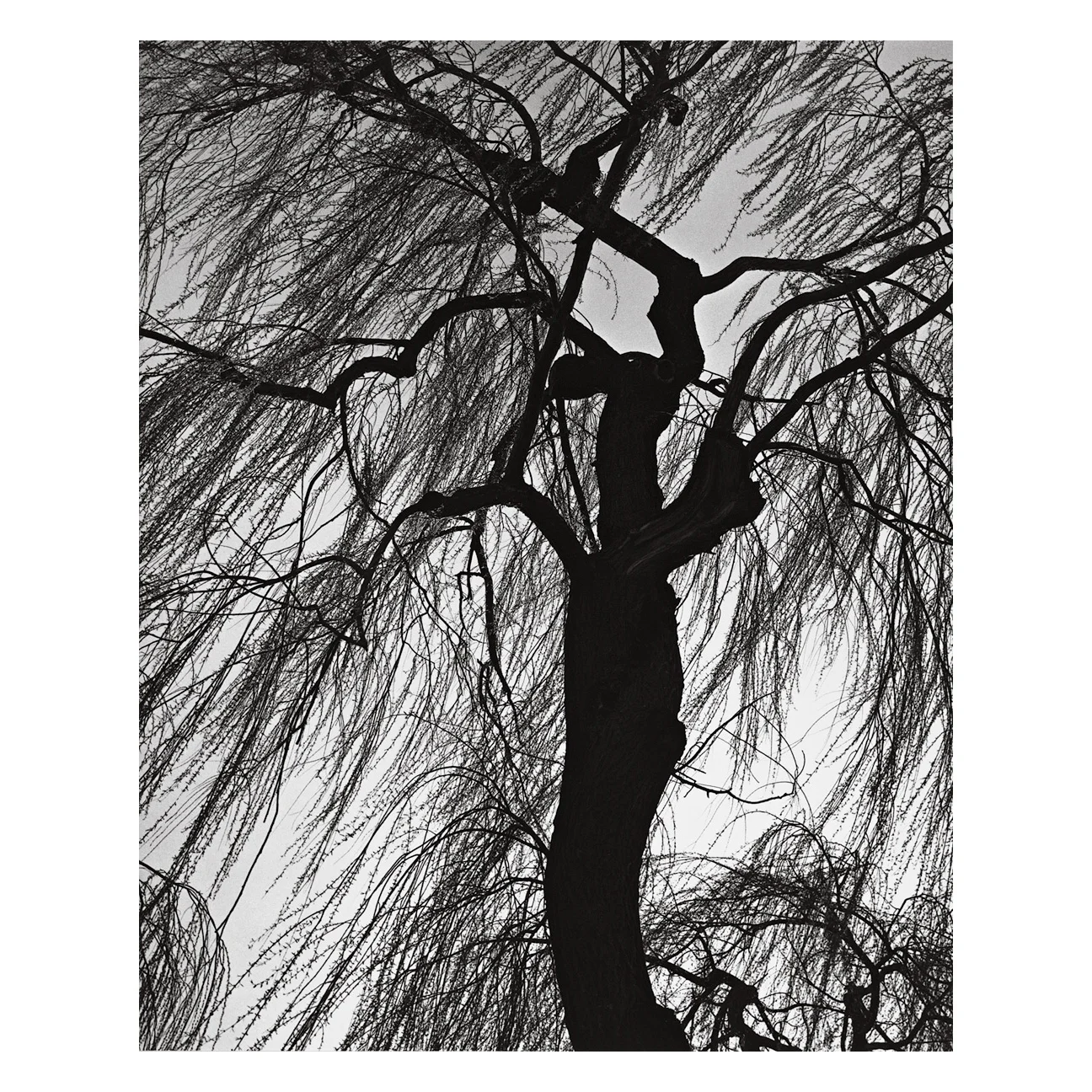 Brett-Weston-Oregon-01-SQ.jpg