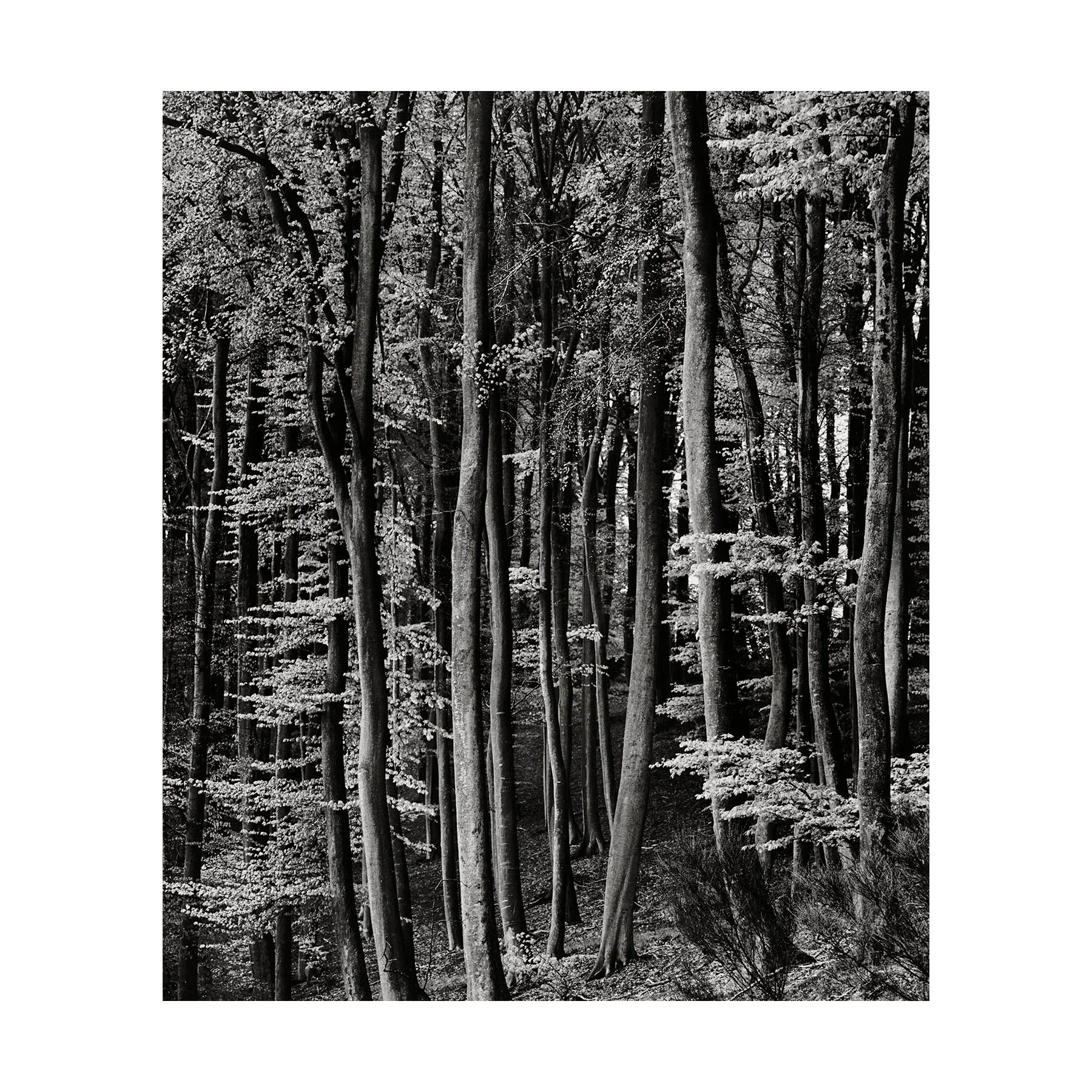 Brett-Weston-Twenty-Photographs_011-SQ.jpg