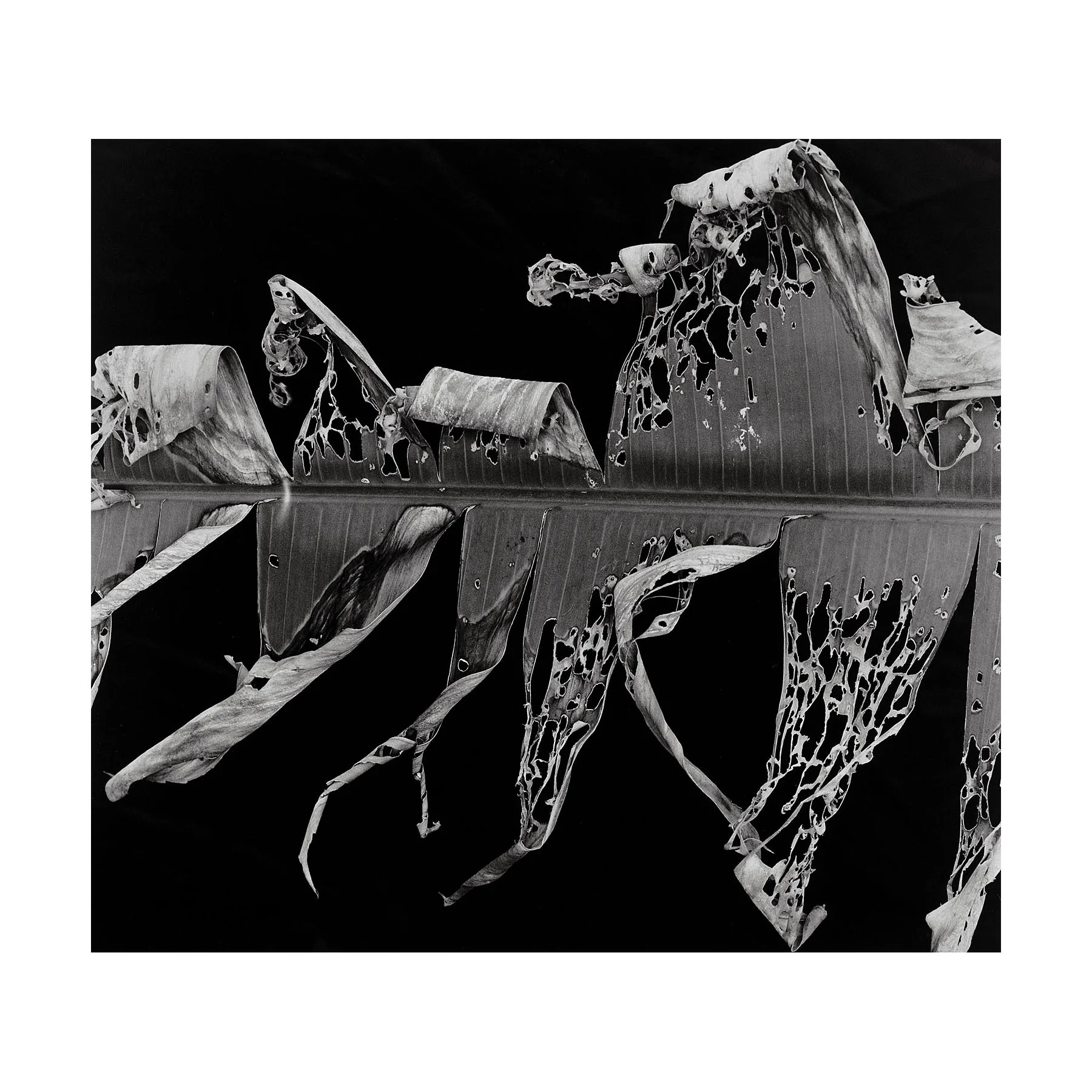 Brett-Weston_Hawaii_003-SQ.jpg