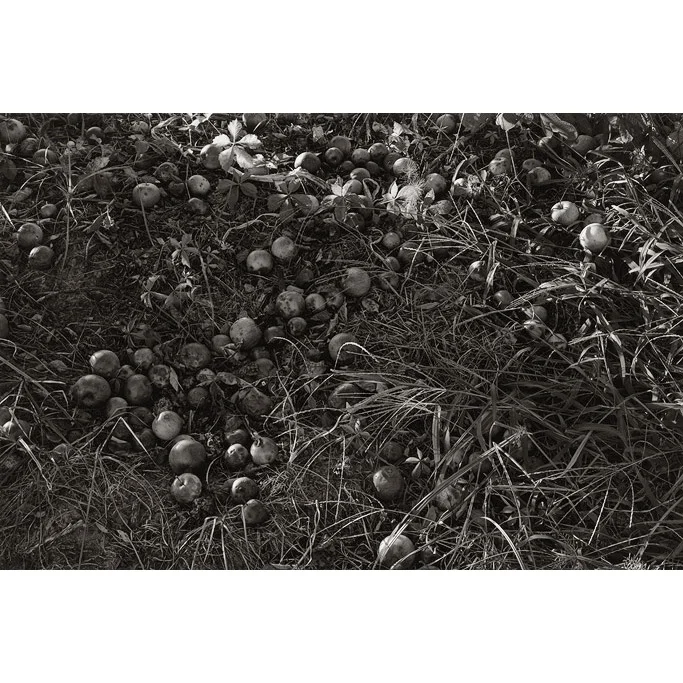 pg32-Fallen-Apples-ptpd-SQ.jpg