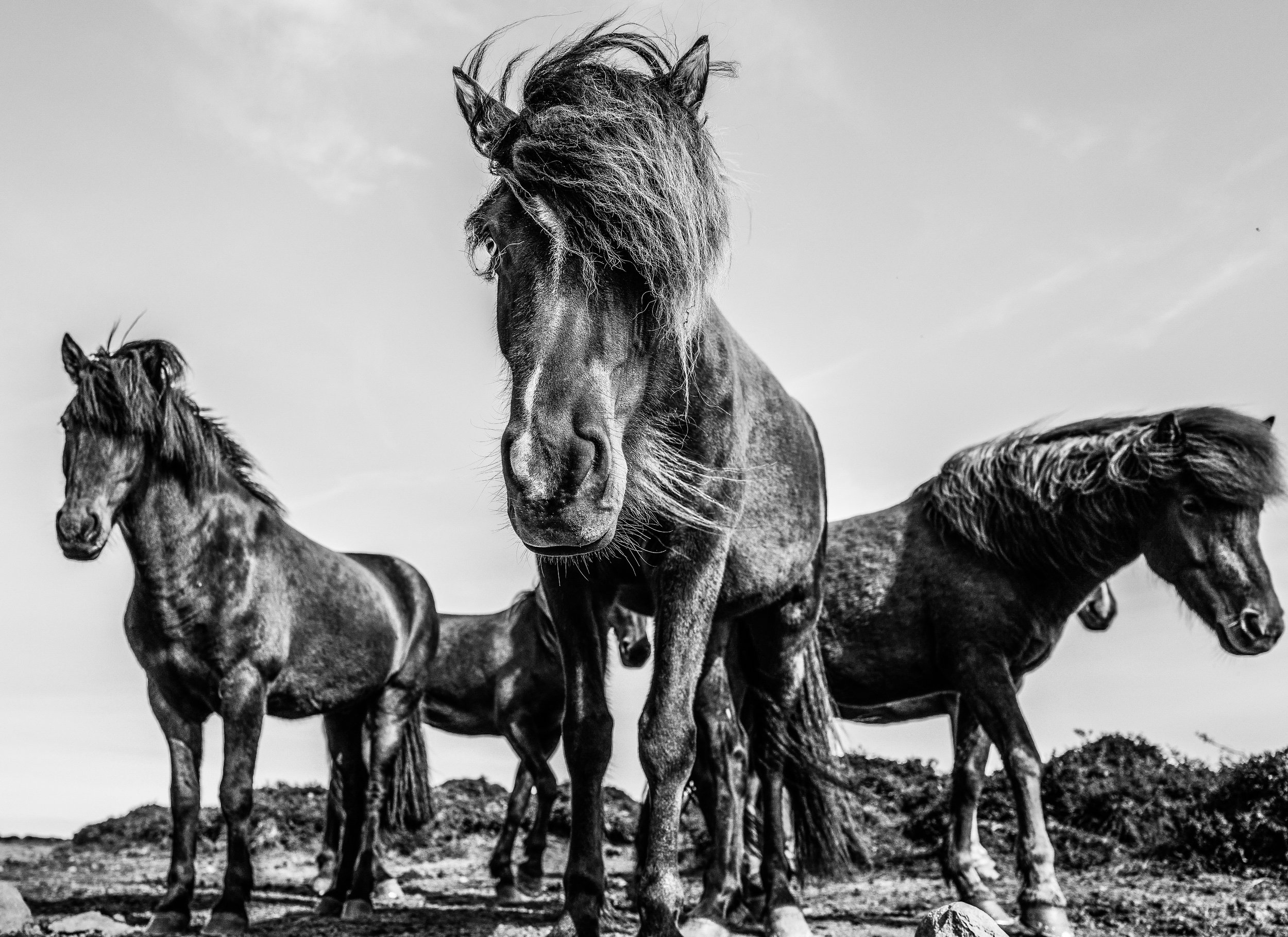 Icelandic Horses