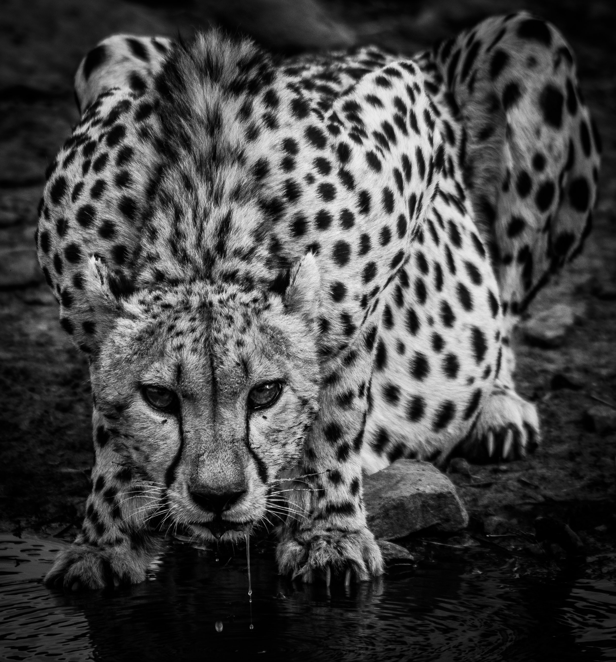 Drinking Cheetah