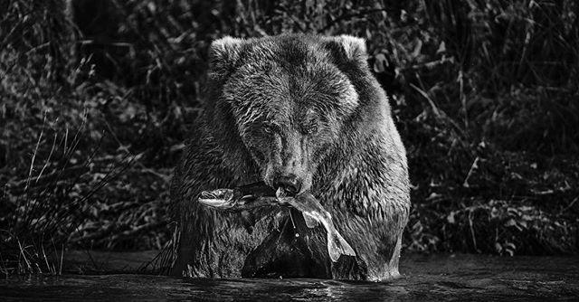 It&rsquo;s been about 18 months since I shared this bone chilling moment with a massive male Alaskan brown bear and solidified my passion for wildlife photography and animal portraiture in particular. Since then I&rsquo;ve been fortunate enough to ad