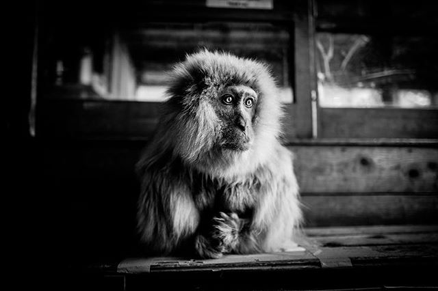 HANG IN THERE: Check out my new story about last week&rsquo;s lightening fast adventure to photograph the hot-tubbing snow monkeys of Japan! Click the link in bio 🛀🏻❄️🐒⛩🤙🏻