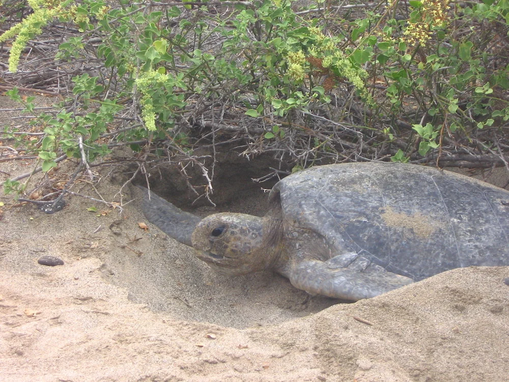 Turtles 3.jpg