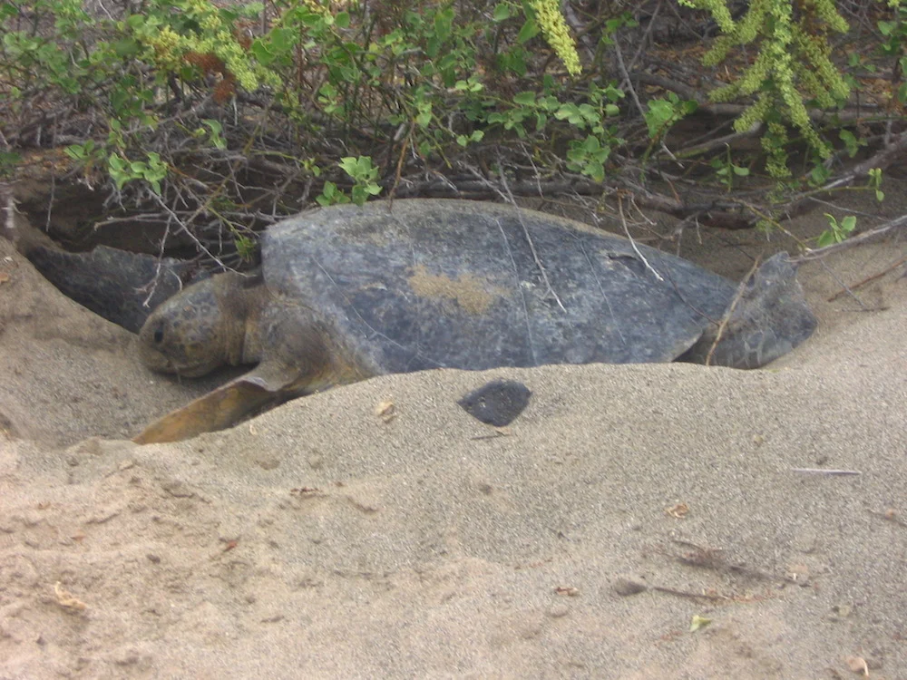 Turtles 2.jpg