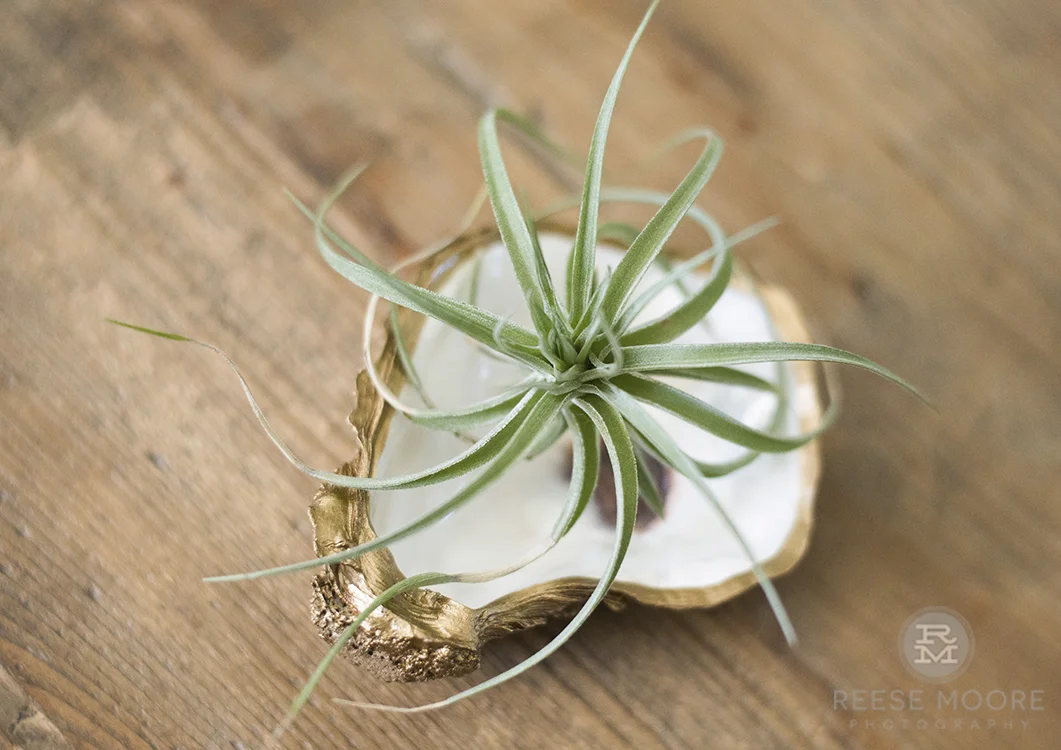 Grit and Grace oyster shell planter by Rachel Gordon