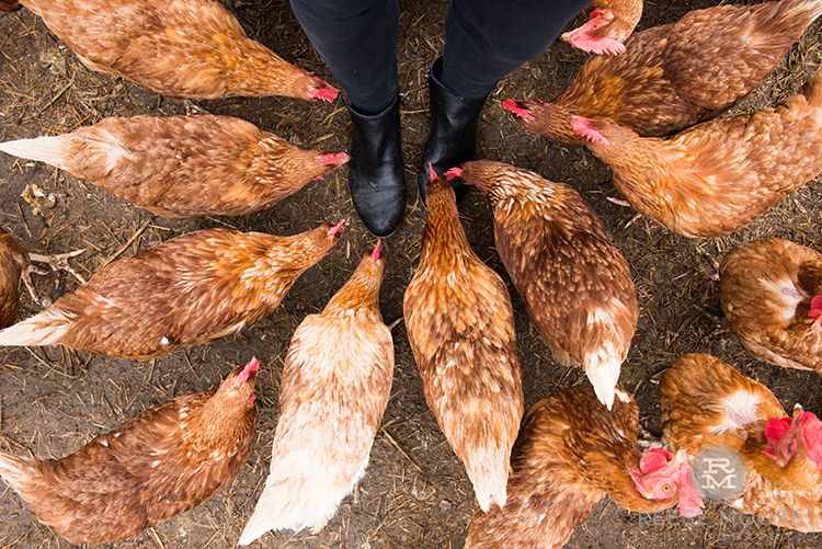 Fili-West Farms:  A Chicken and Egg Story about Cleaner, Greener Farming in Charleston, SC