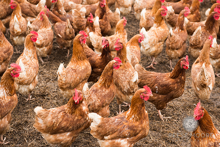 Fili-West Farms:  A Chicken and Egg Story about Cleaner, Greener Farming in Charleston, SC