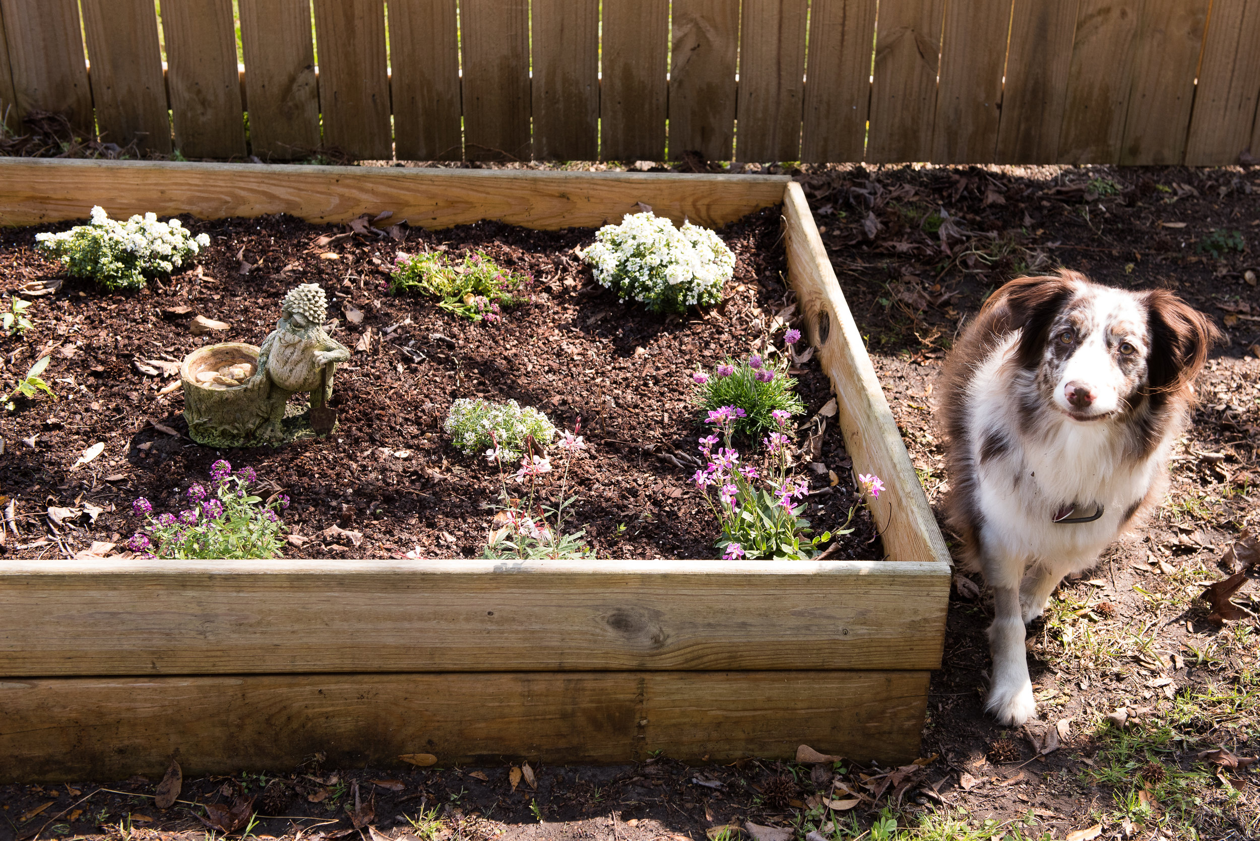How to Plant a Bee Garden: DOs and DON'Ts