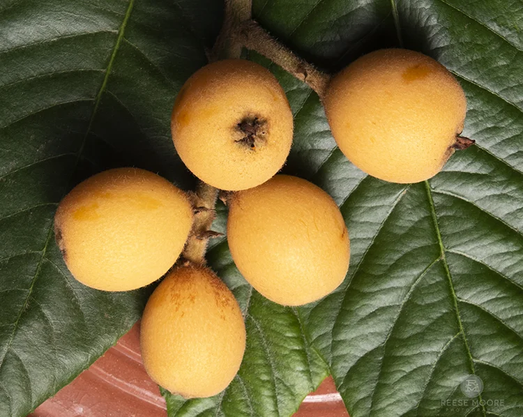 18+ edible plants in south carolina StephieDaley