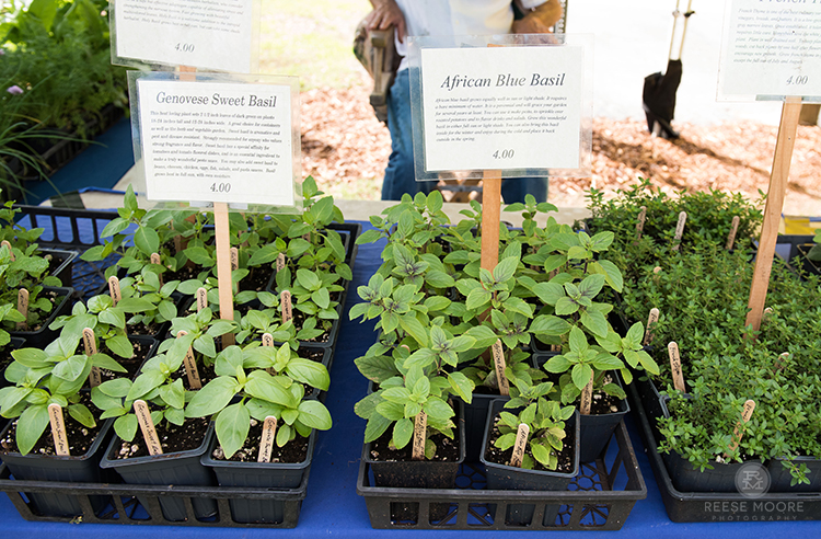 7 Charleston Farmers Markets Not To Miss (And How They're Saving The Planet)