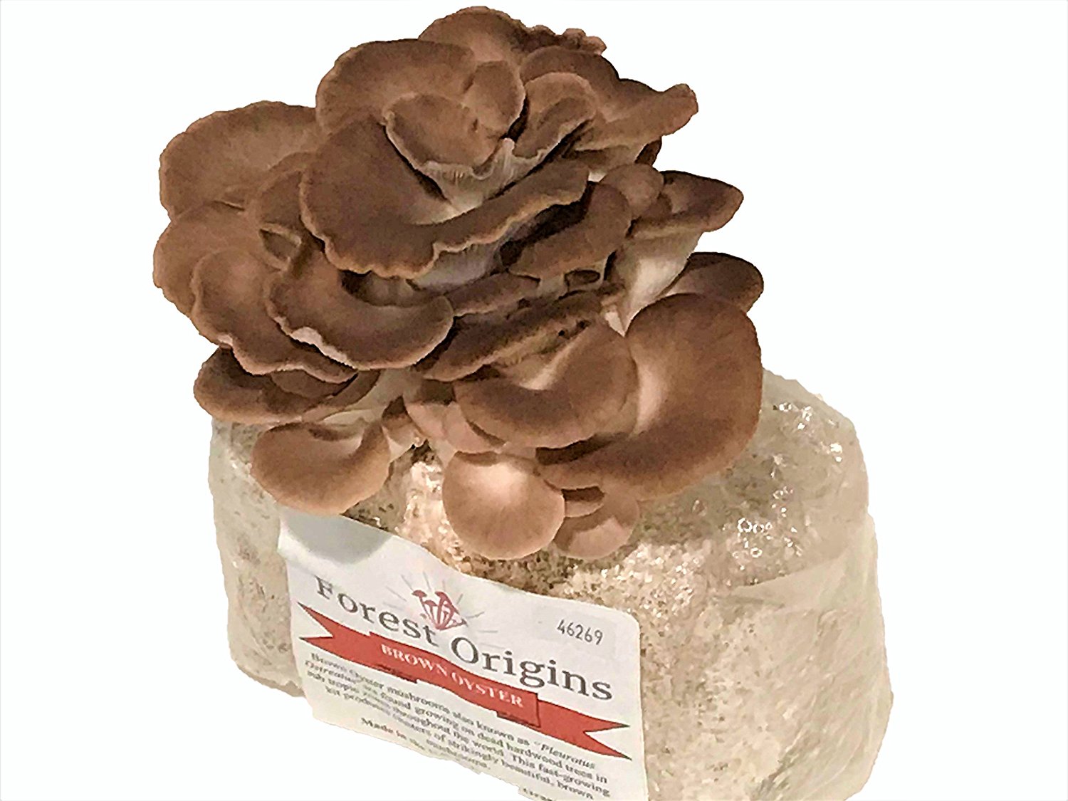 Organic Brown Oyster Mushroom