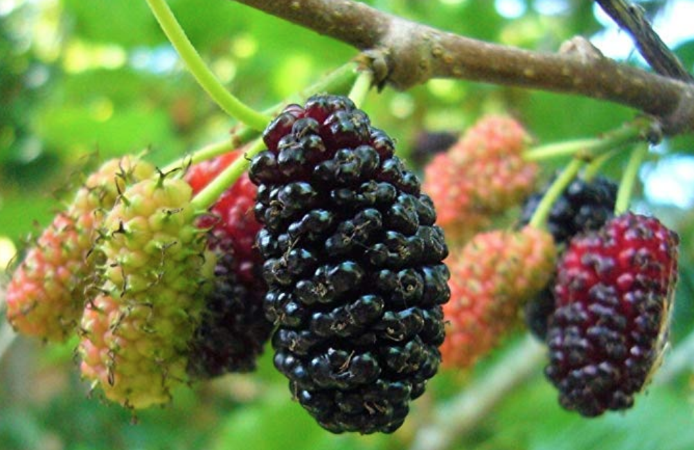 Baby Mulberry Trees