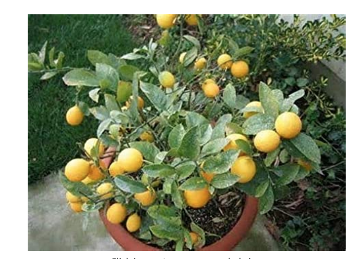 Dwarf Meyer Lemon Seeds