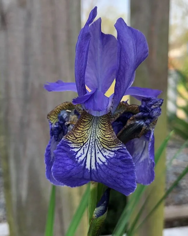 Fresh blooms fill me with hope and happiness. #ceasersbrother #iris #johnsonnursery