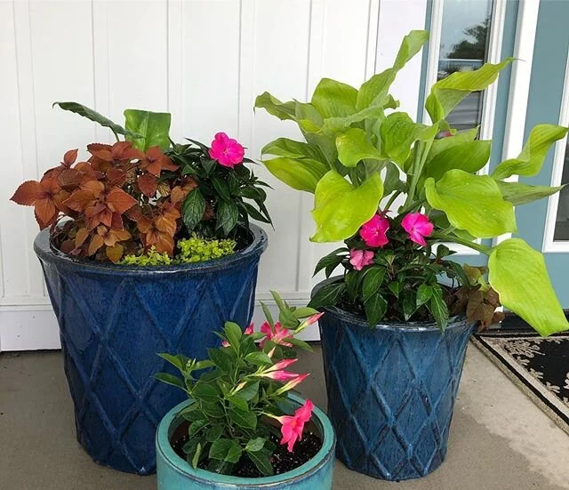 Seasonal Planter delivery in a tropical storm. Check! Looking good despite the messy weather. If you are looking for a pop of color at your front door please give us a shout! #carolinabeachnc #seasonalplanters #provenwinners #thepotterymarket #curbap