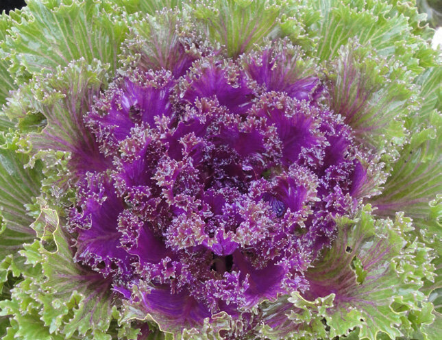 Kale "GLAMOUR RED"