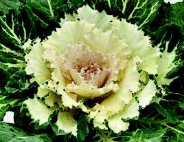 Cabbage "OSAKA WHITE"