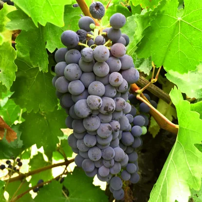 abouriou_grape.jpeg