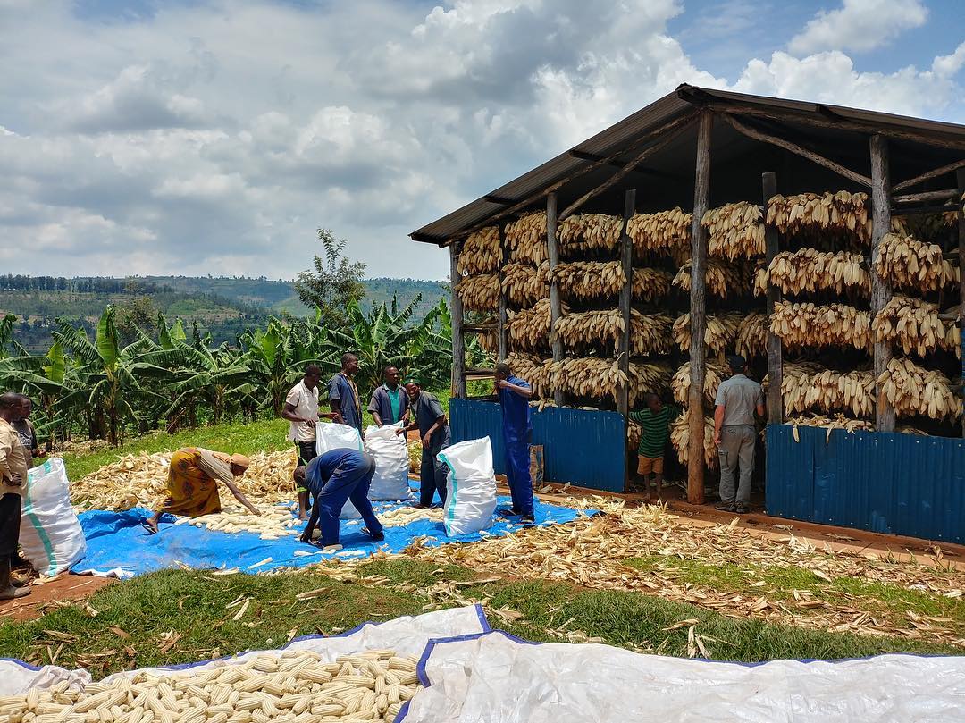 maize collection.jpg