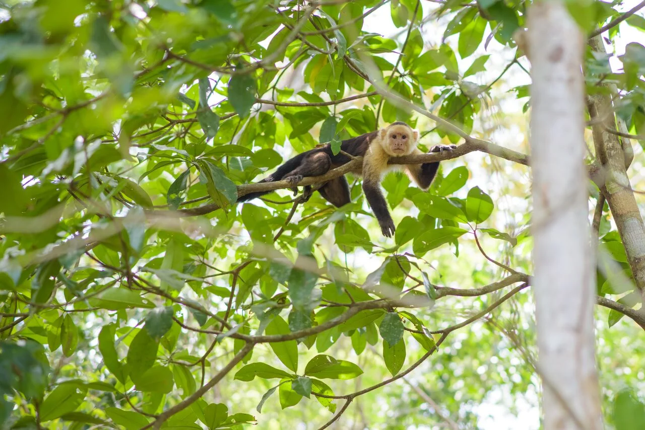 monkey03.jpeg.jpg