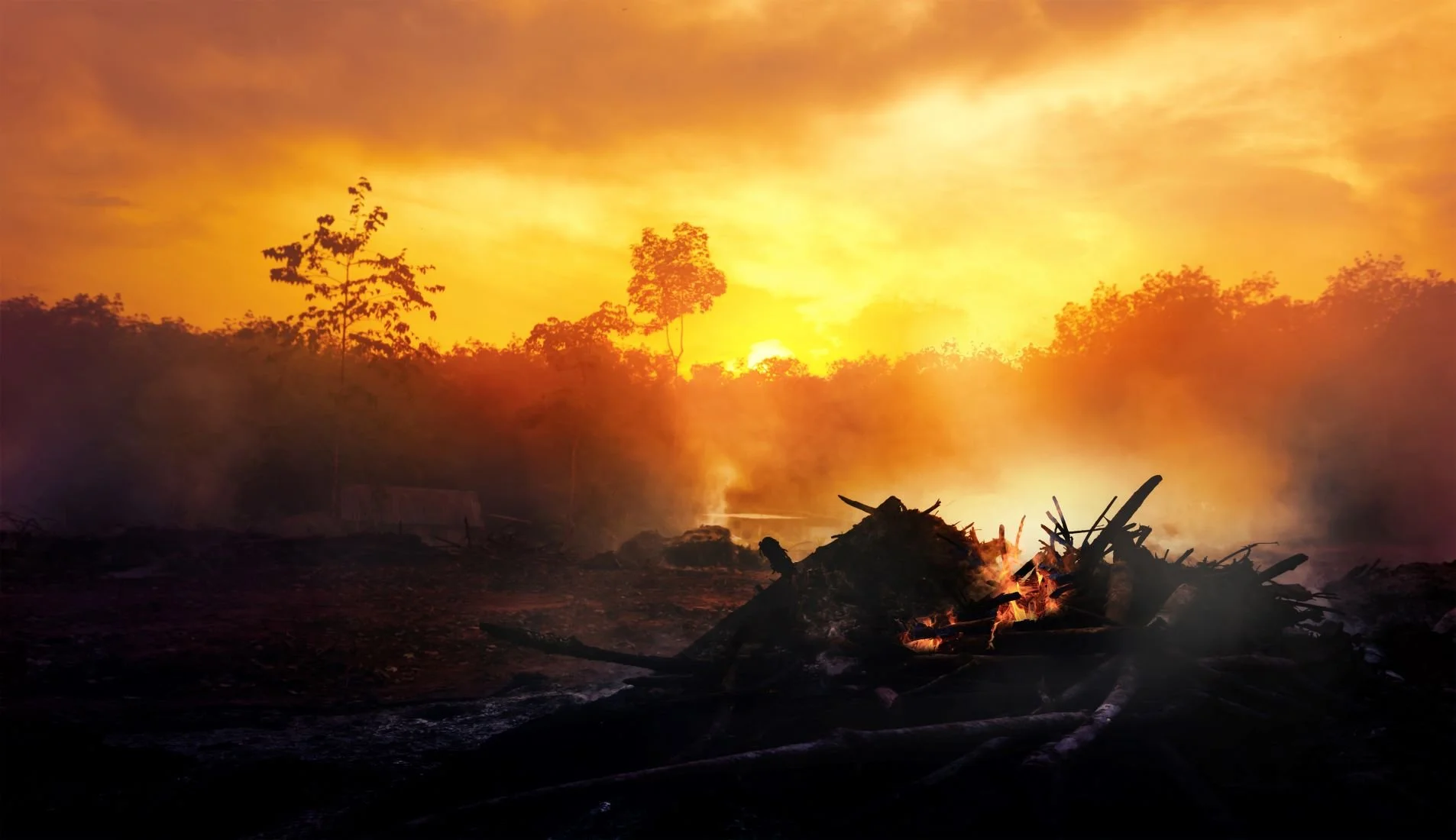 Organic’s Relationship with the Climate Crisis  is very, very Complicated