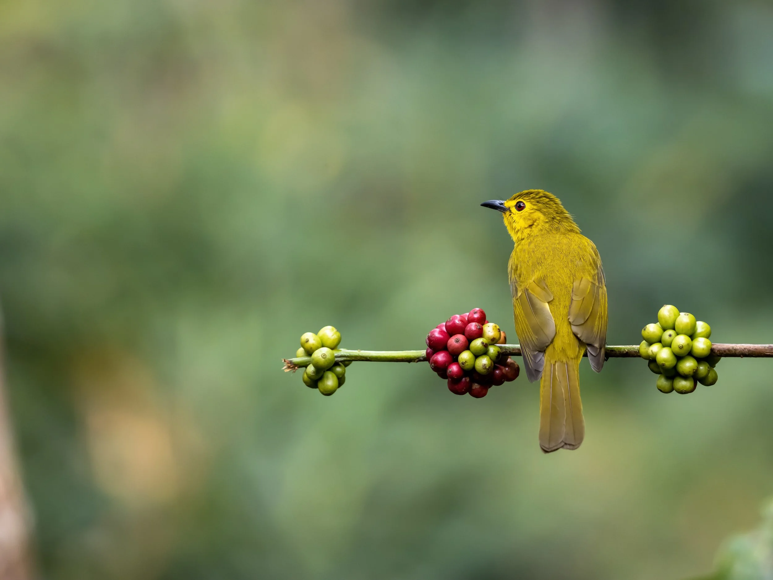 Bird Friendly Coffee: Part of an Ecosystem