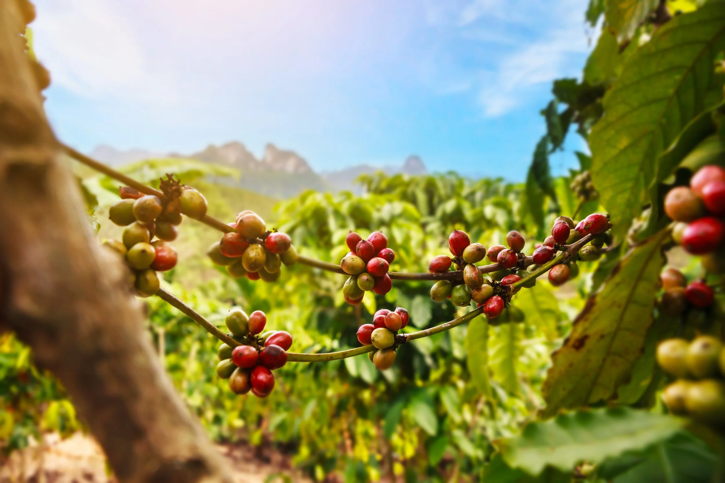 The Regenerative Impact of Ampersand’s Coffee