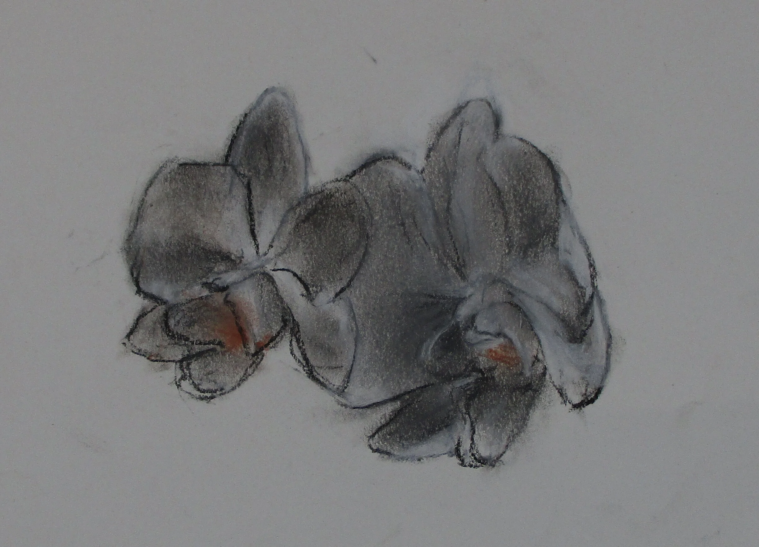Orchid Study.jpg