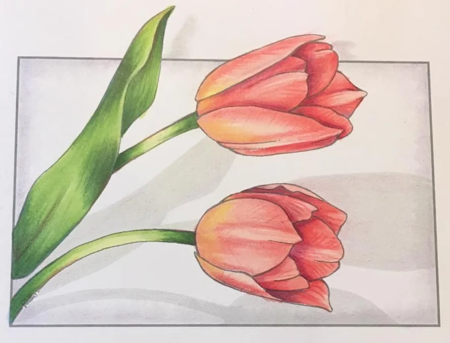 Eva Tulips.jpg