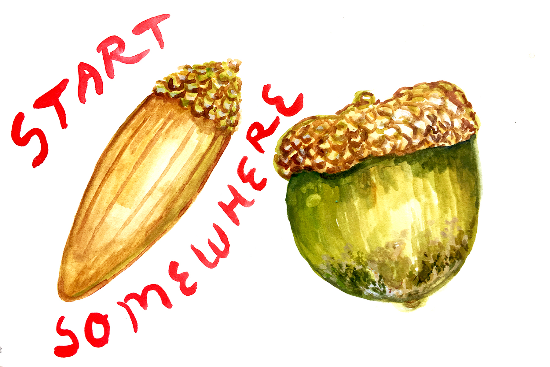 acorn3.jpg