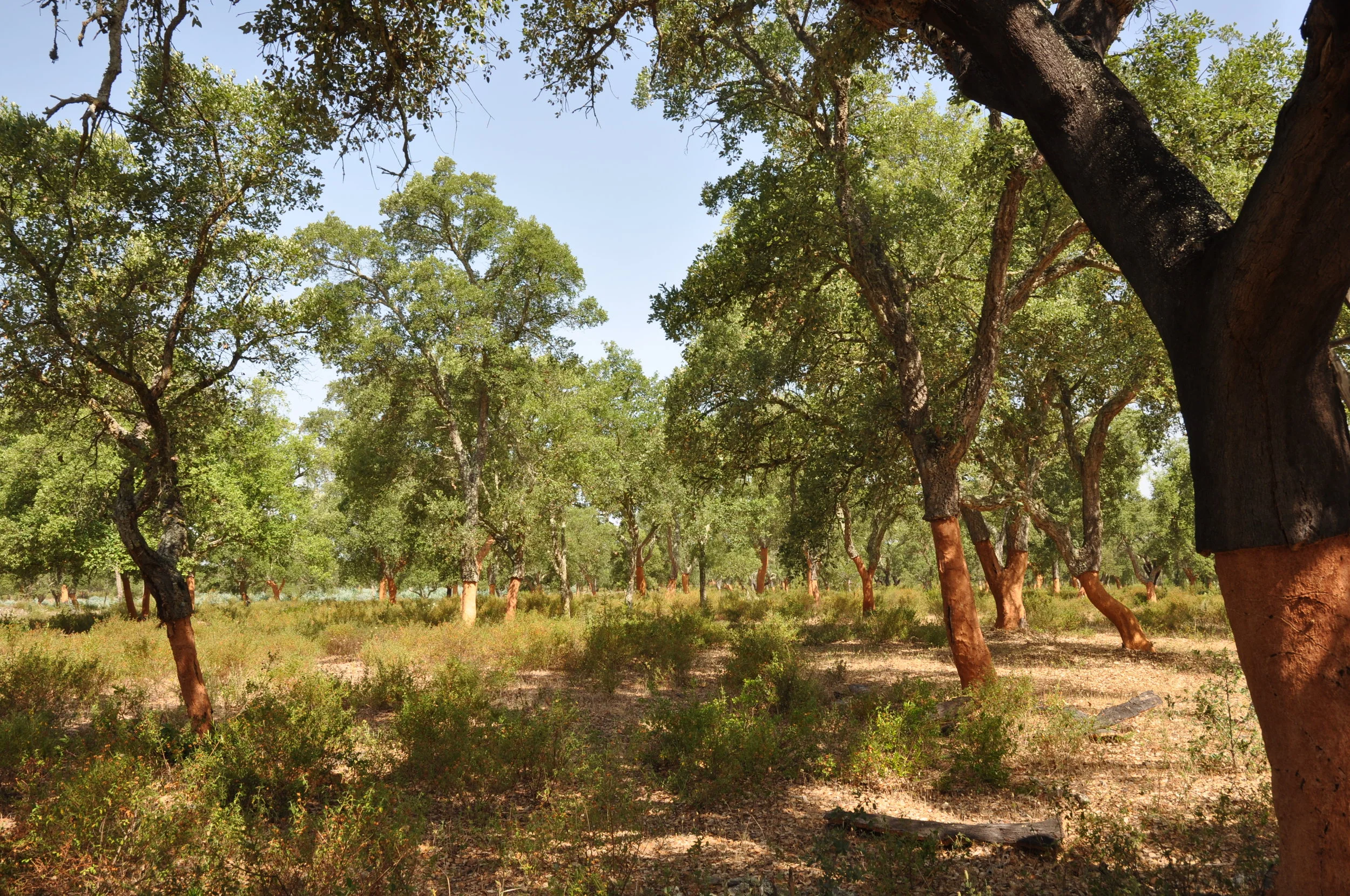 cork-trees-harvest-jelinek.JPG