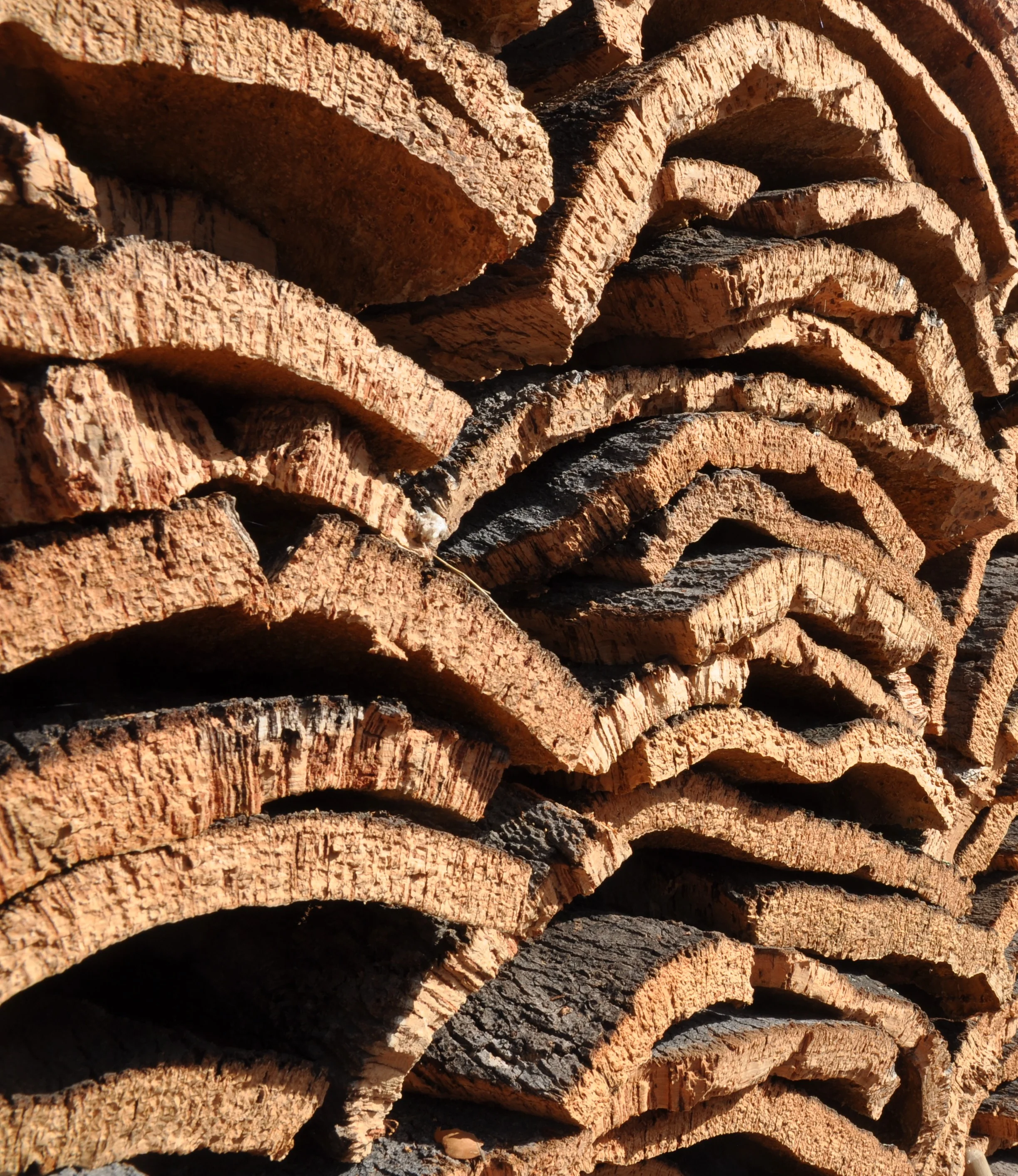 cork-bark.JPG