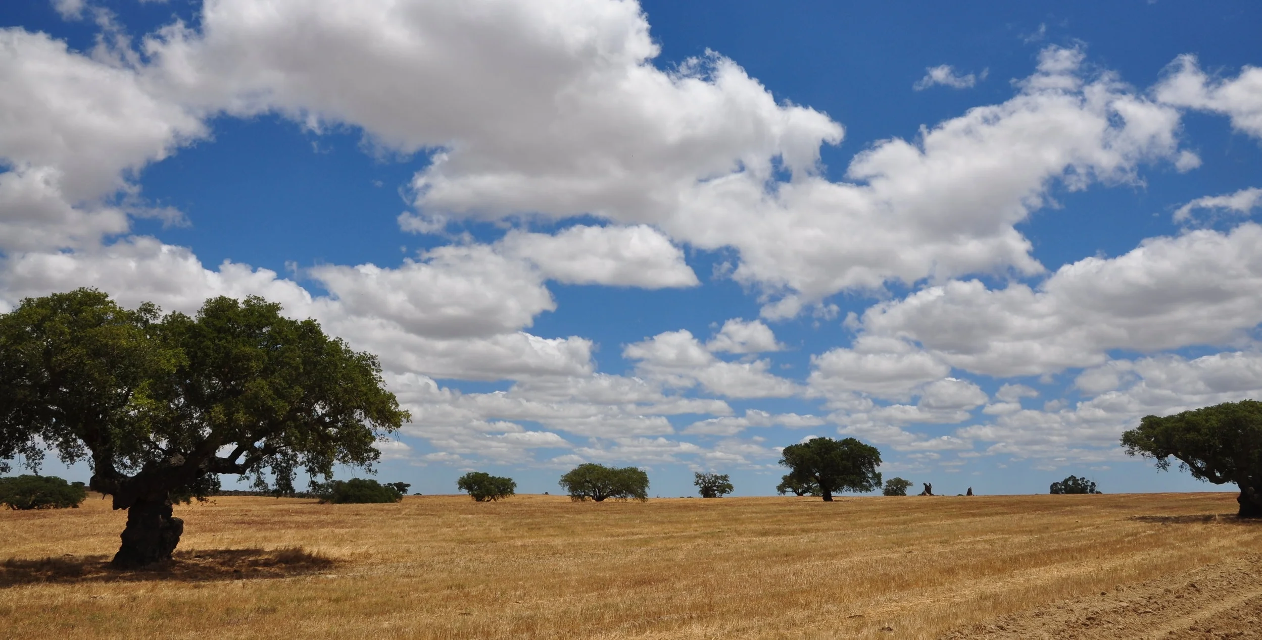 cork-trees-jelinek.JPG