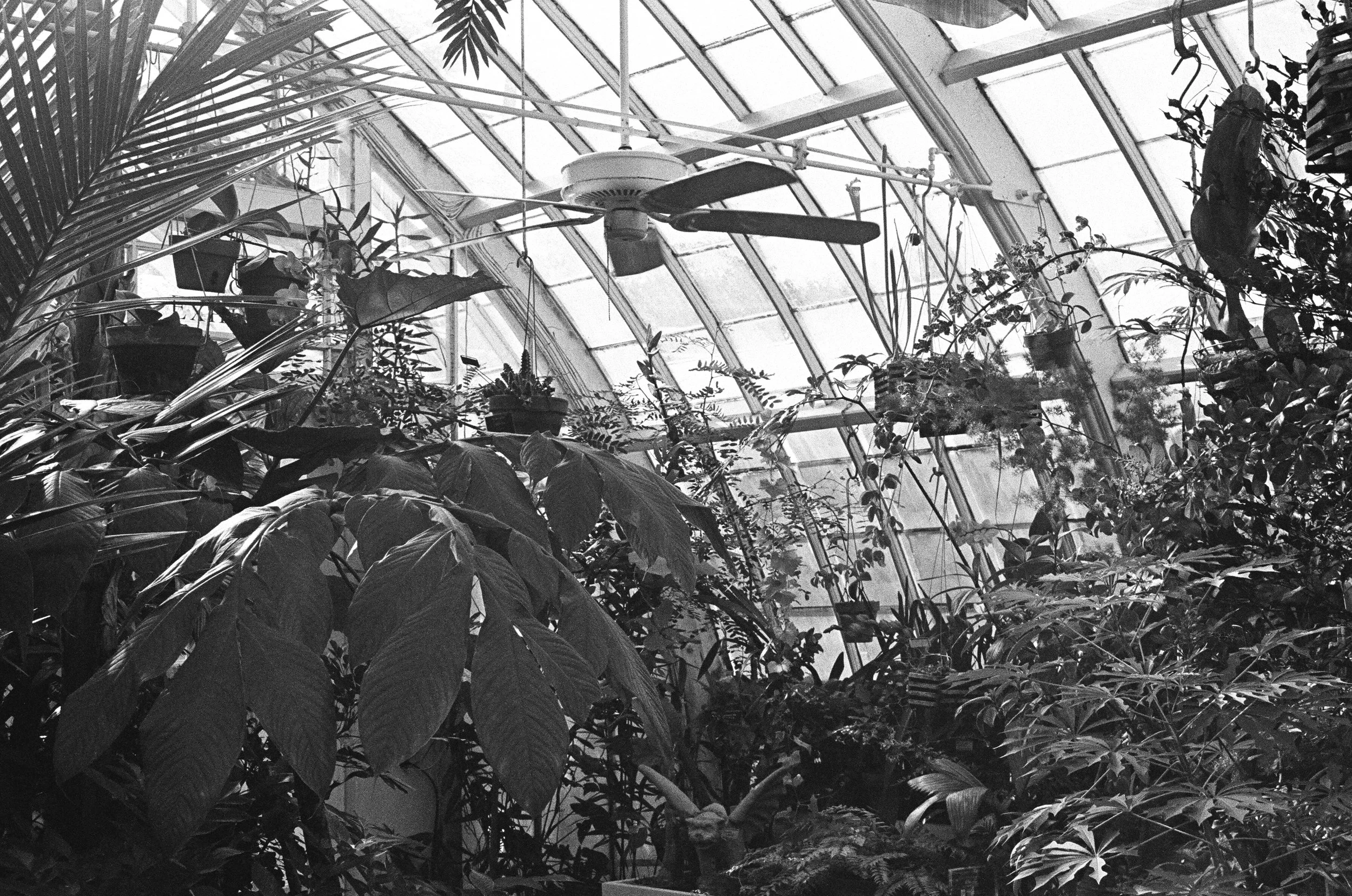 Conservatory of Flowers