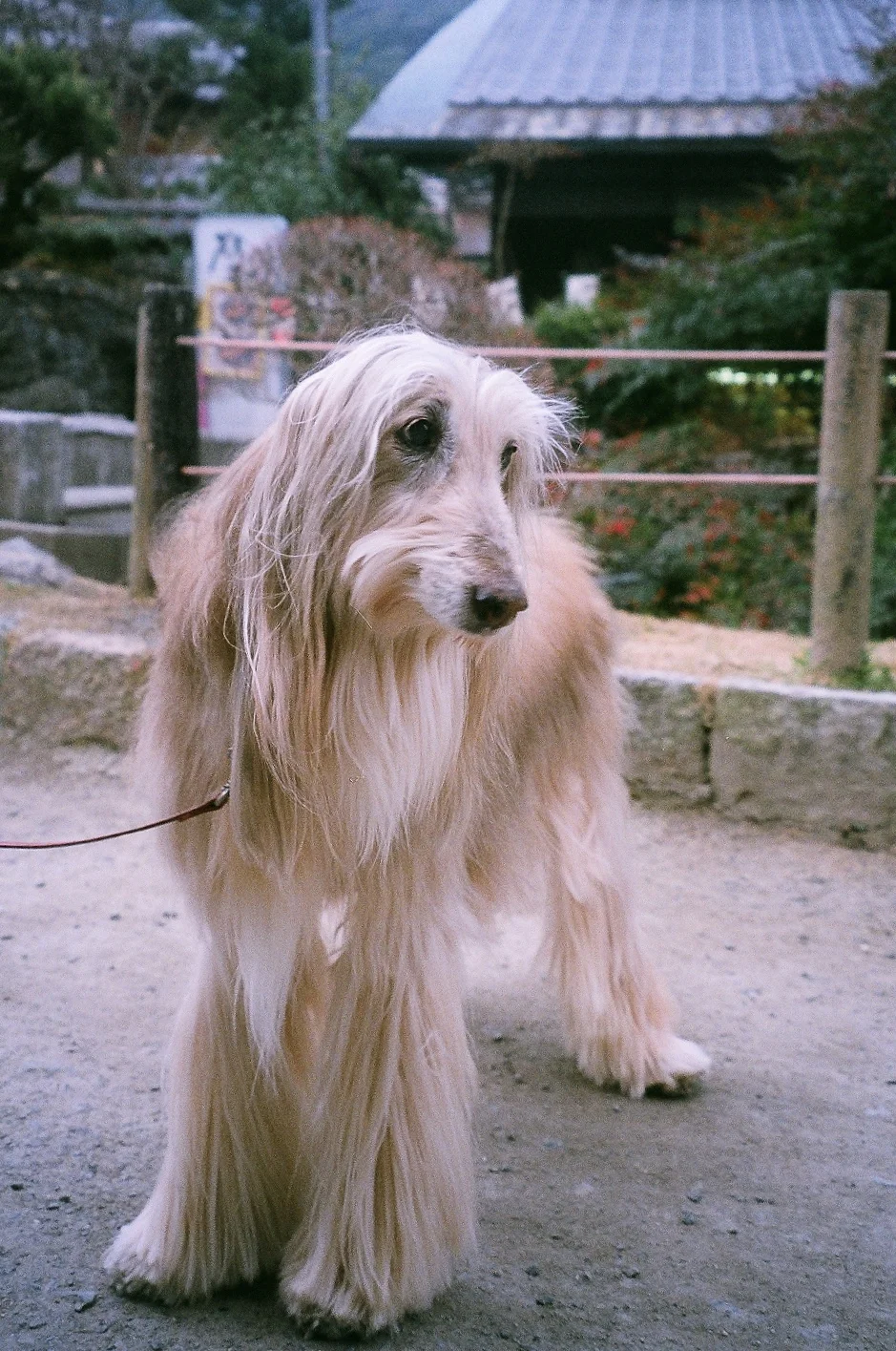 Kyoto Dog