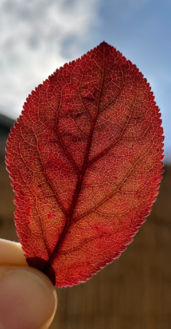 On the Artist in Progress: Leaf by Niggle, J.R.R. Tolkien