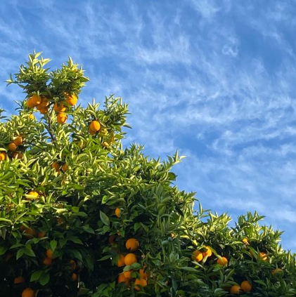 Orange Tree
