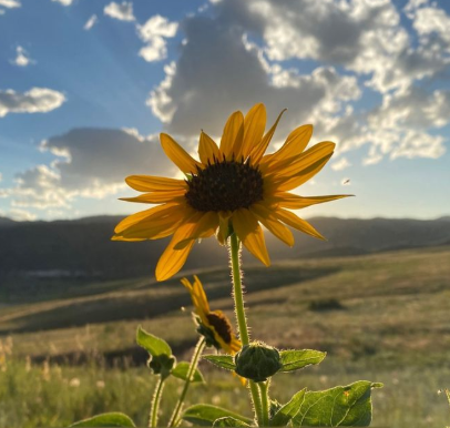 Sunflower Hikes