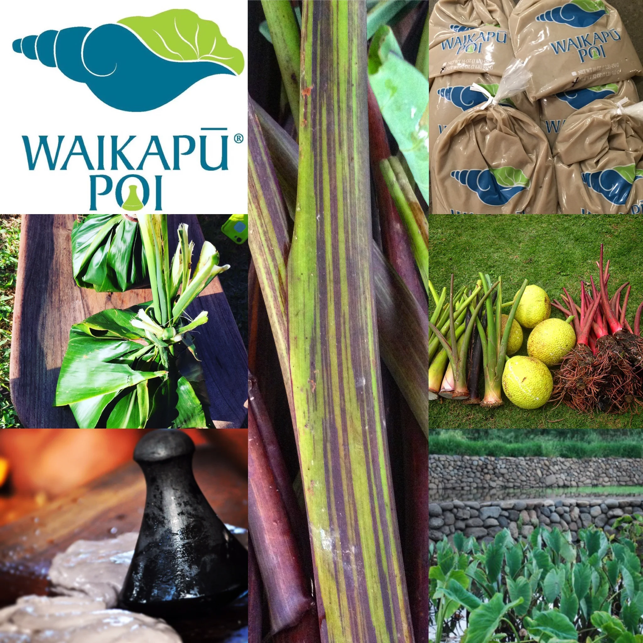 (4) Healthy Food Systems.jpg