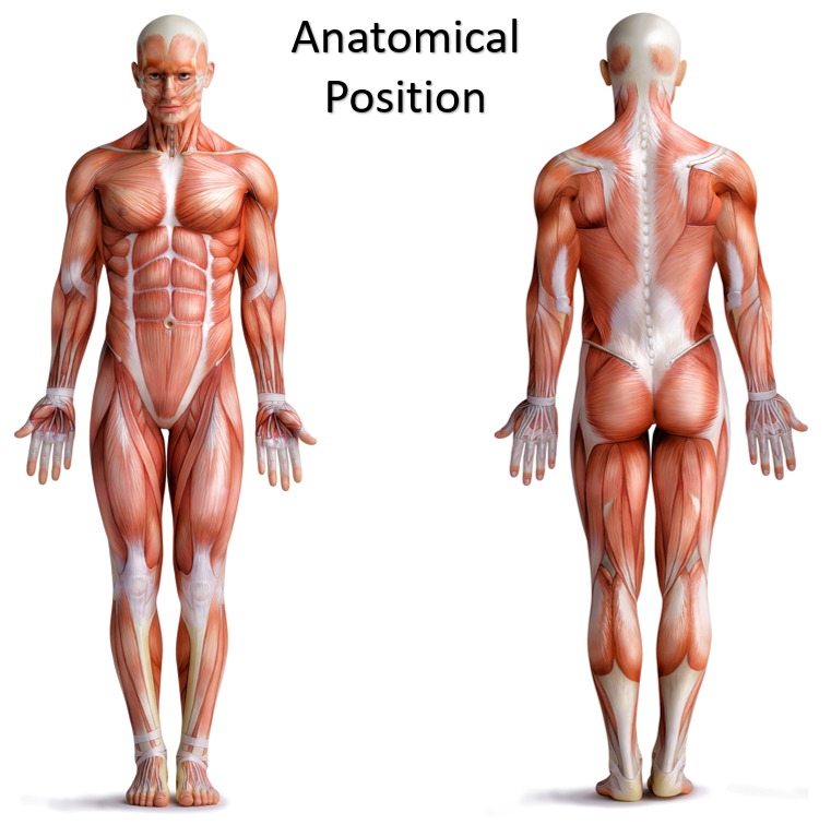 Anatomi &amp; Fysiologi