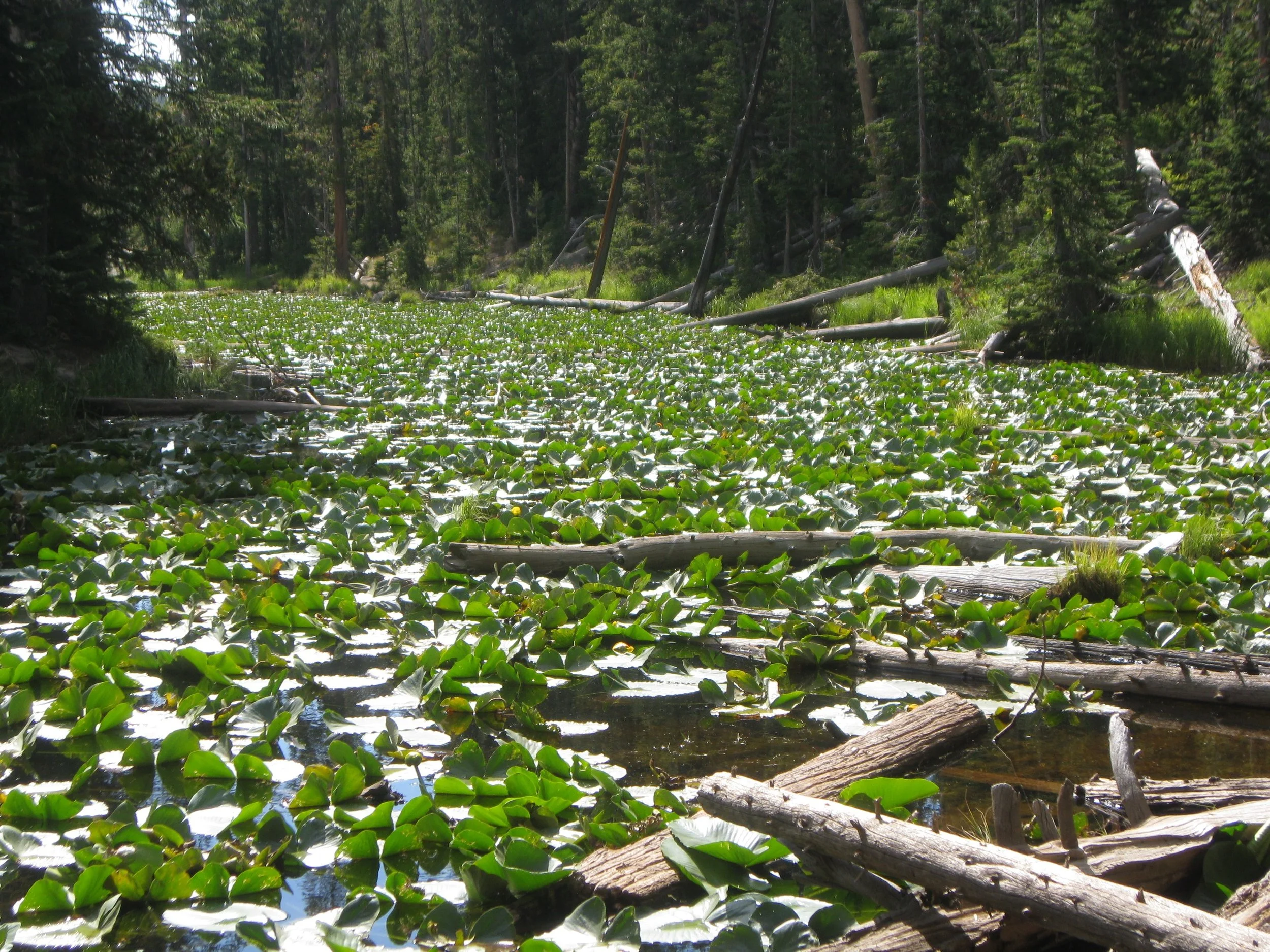 Isa Lake