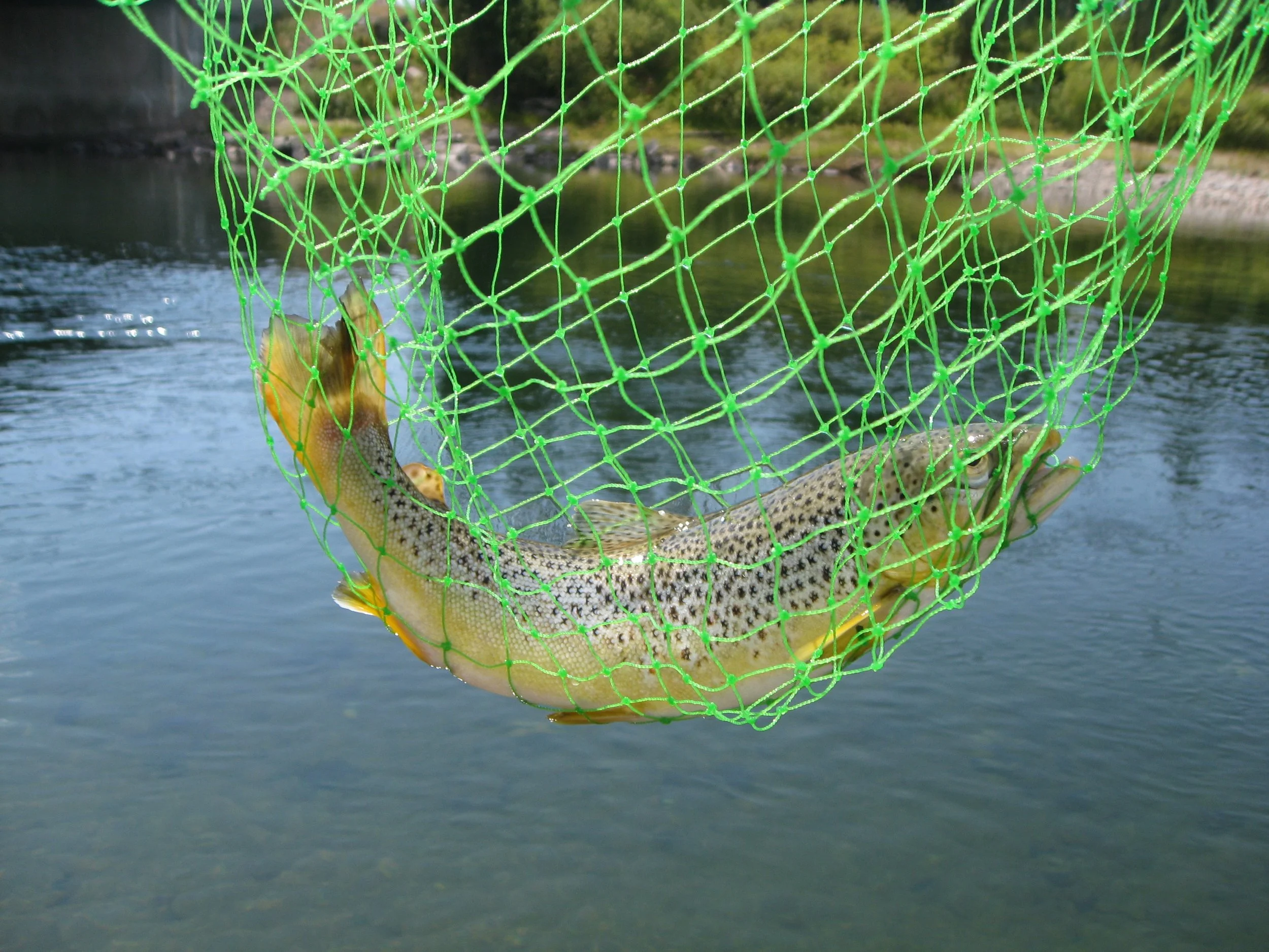 A nice catch from the Yellowstone River