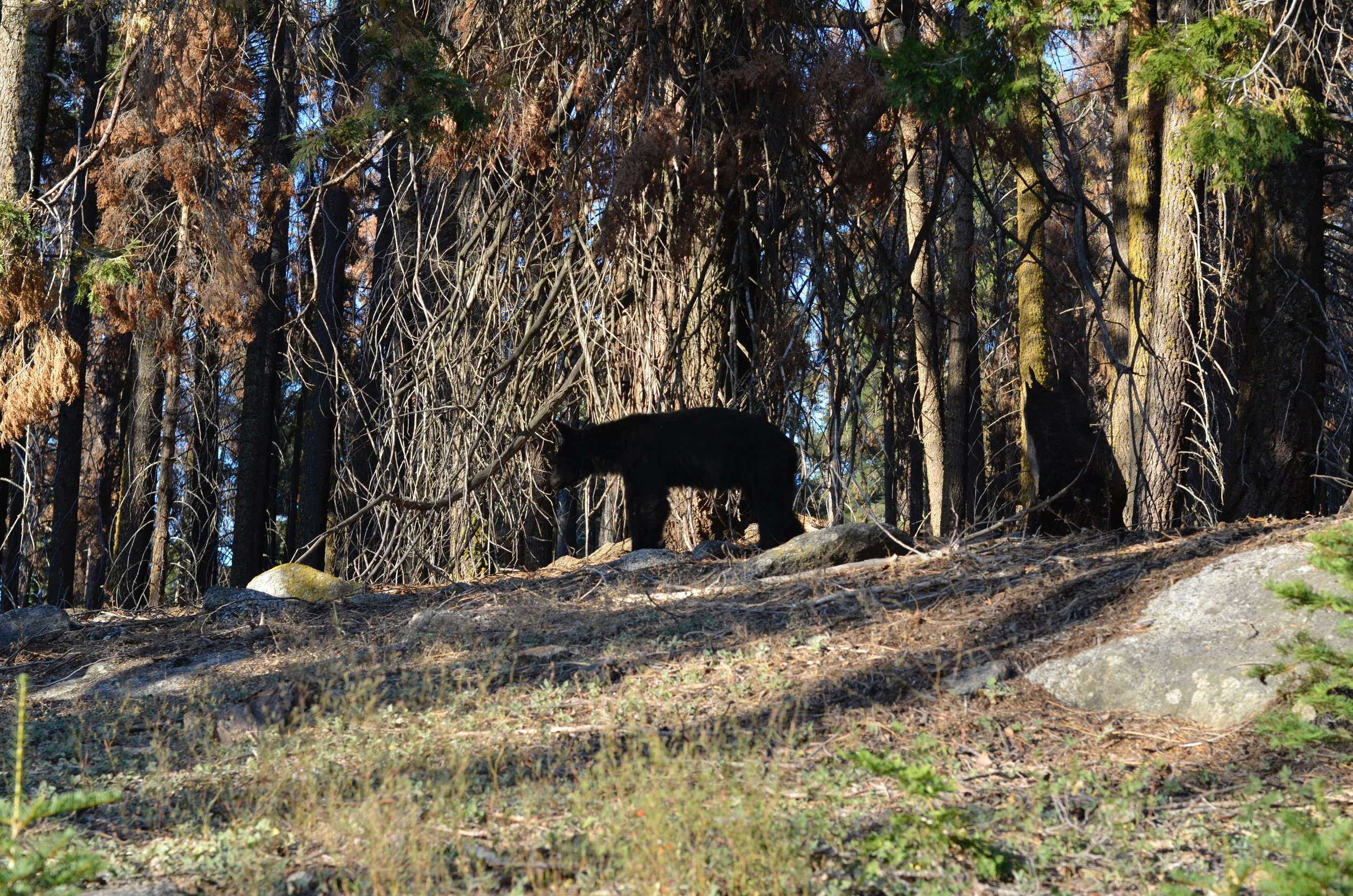 Bear.jpg
