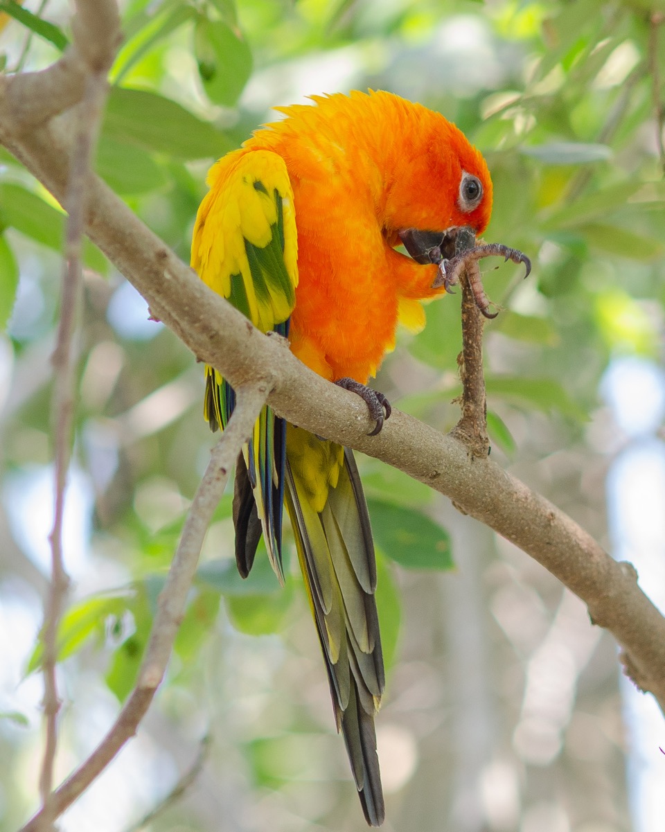 Parrot2.jpeg